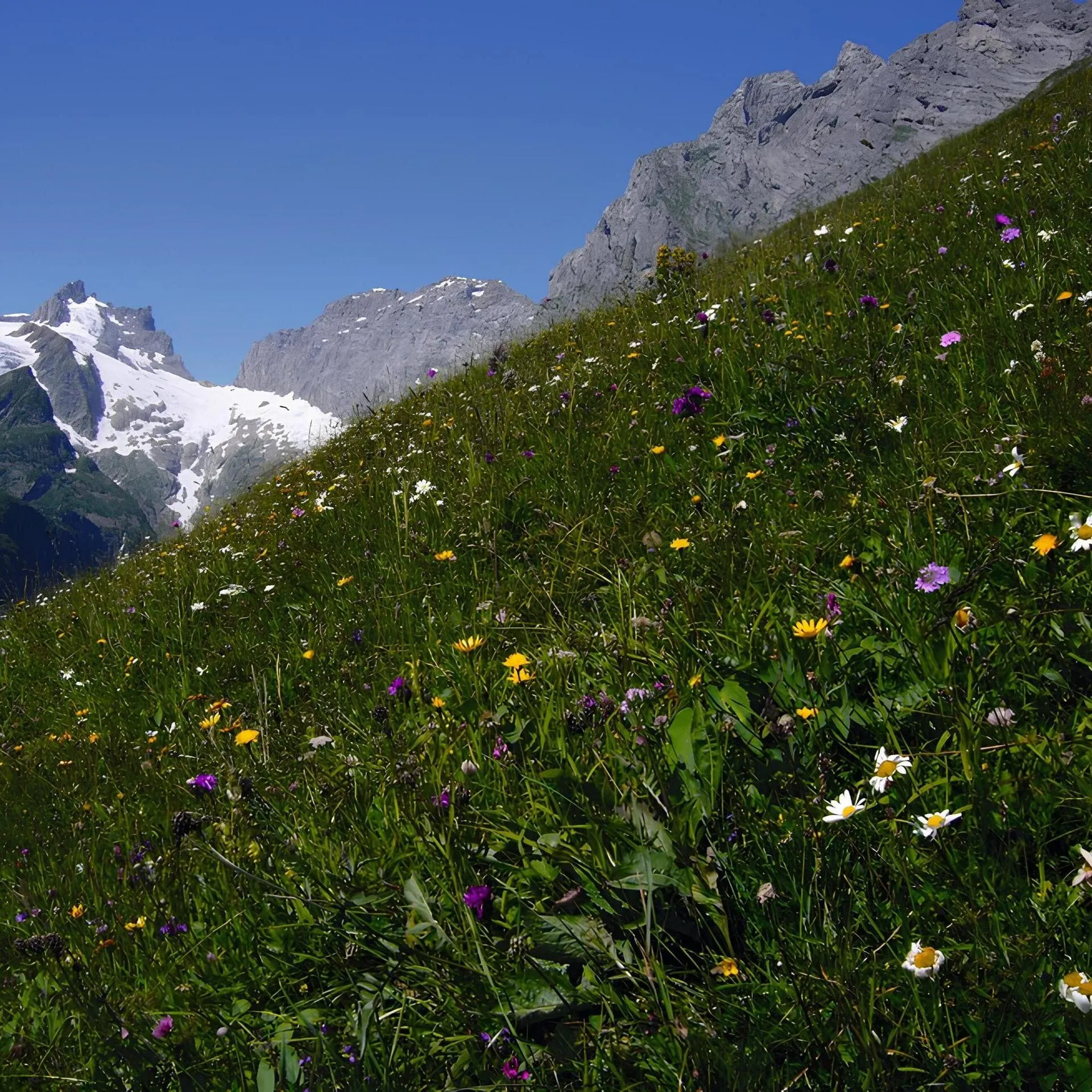 Alpwiese in Uri