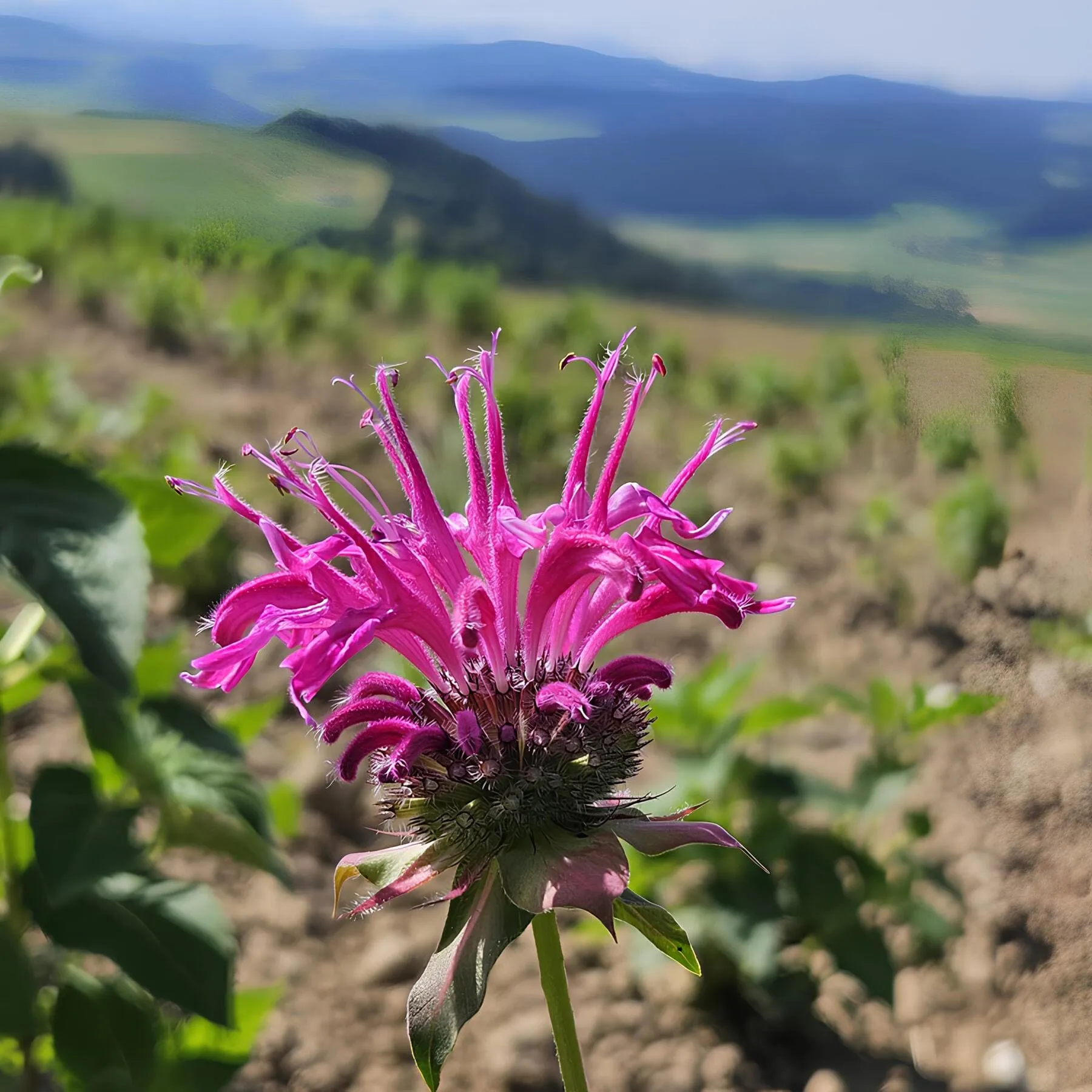 alpenkrauetertee-bio_swissalpineherbs_alpenglanz_rosenmelisse