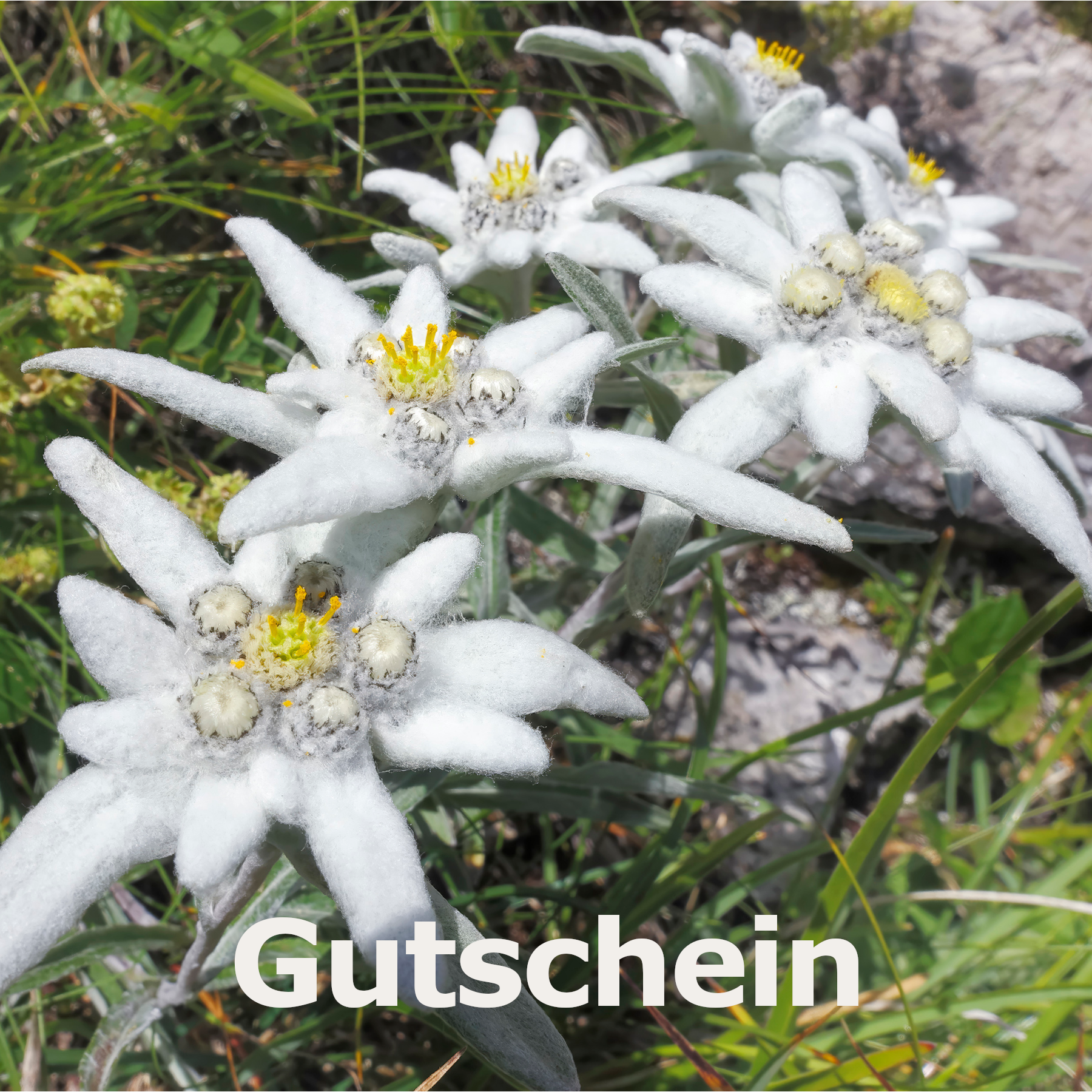 Gutschein Alpen-Shop Edelweiss