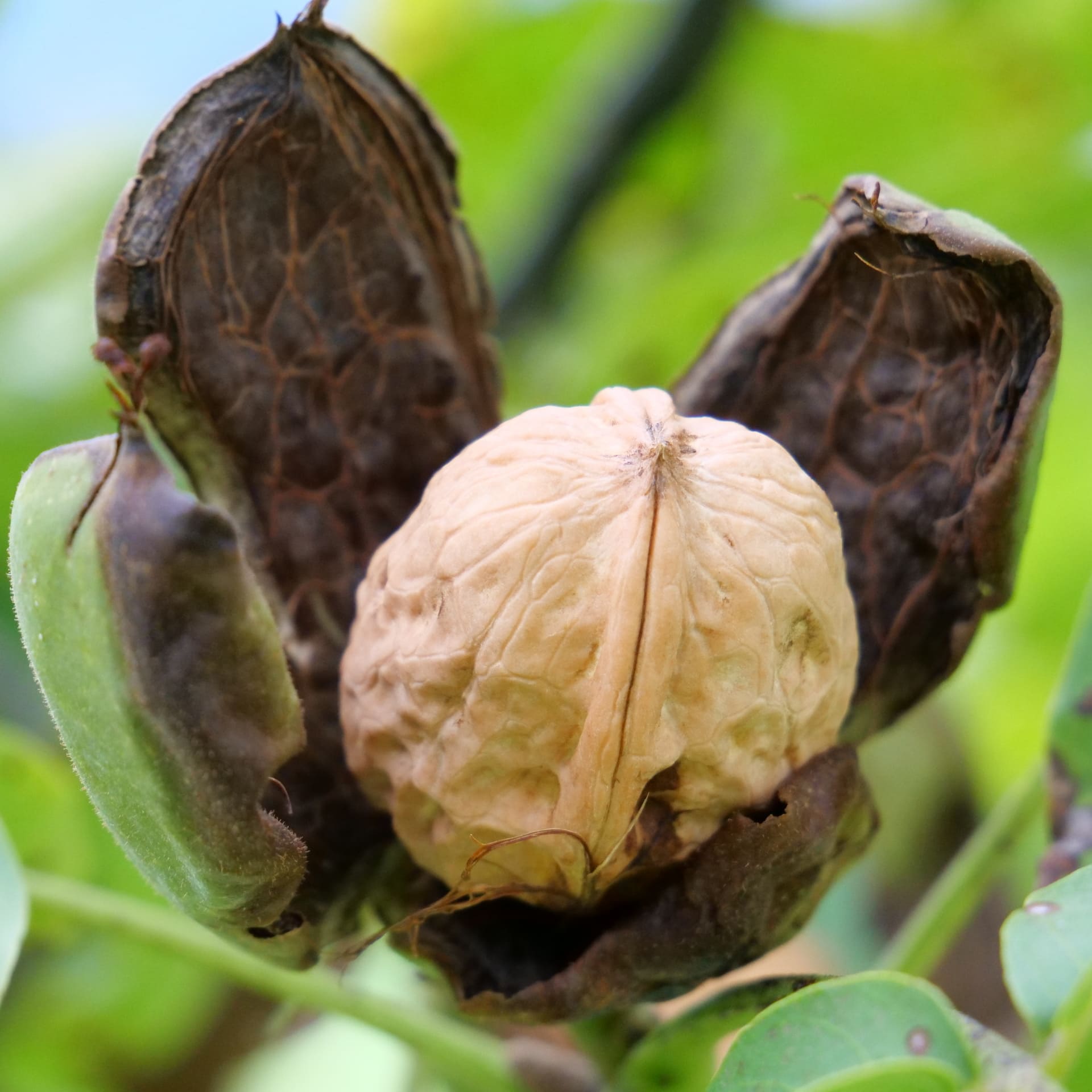 swiss-nuss-baumnuss-ernte-2024-10