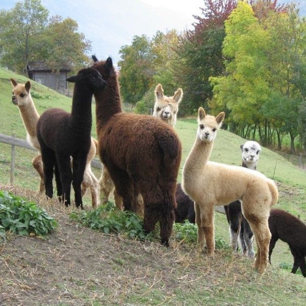 Duvet en laine d'alpaga Duvet en laine d'alpaga