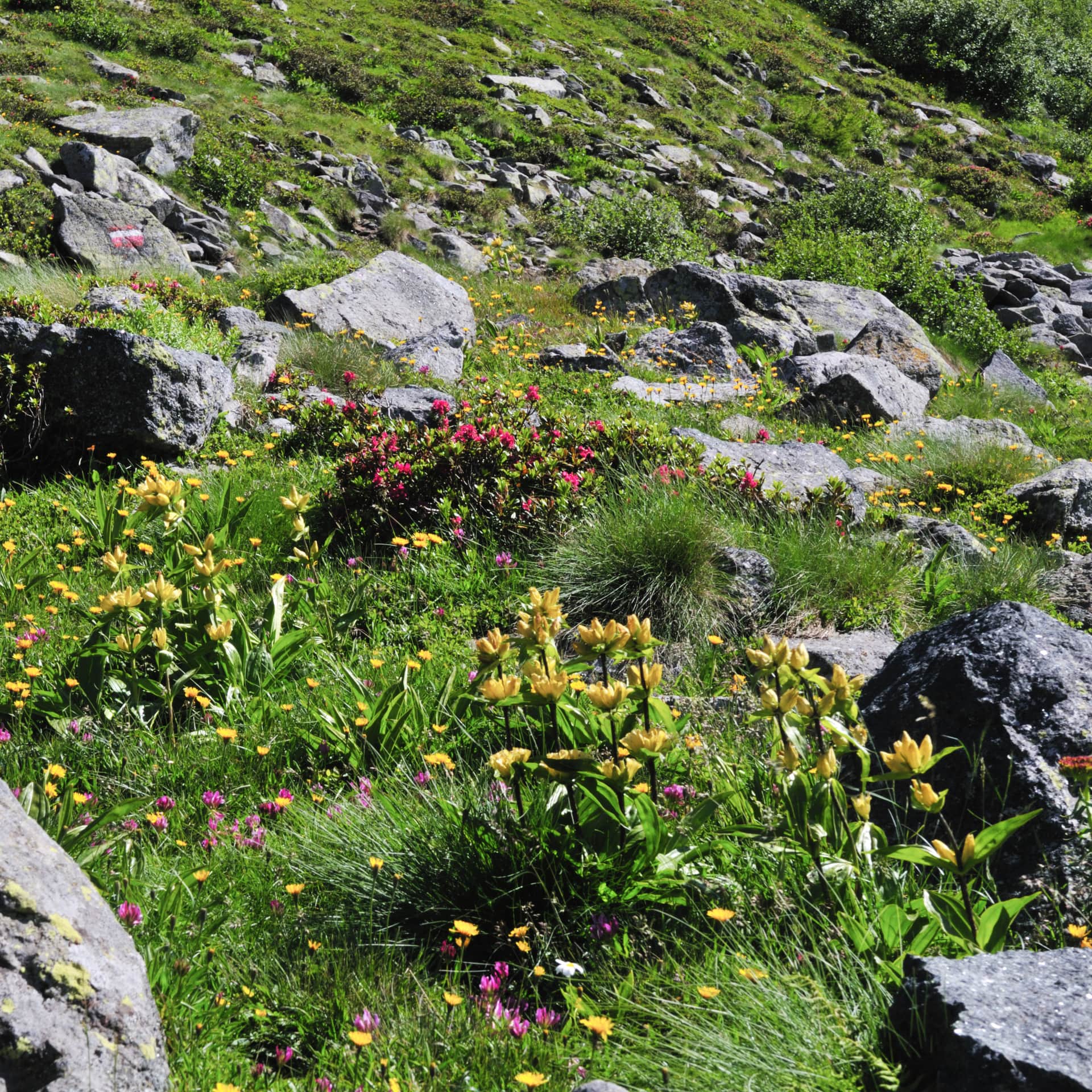 gelber-enzian_alpenrosen_alpenflora