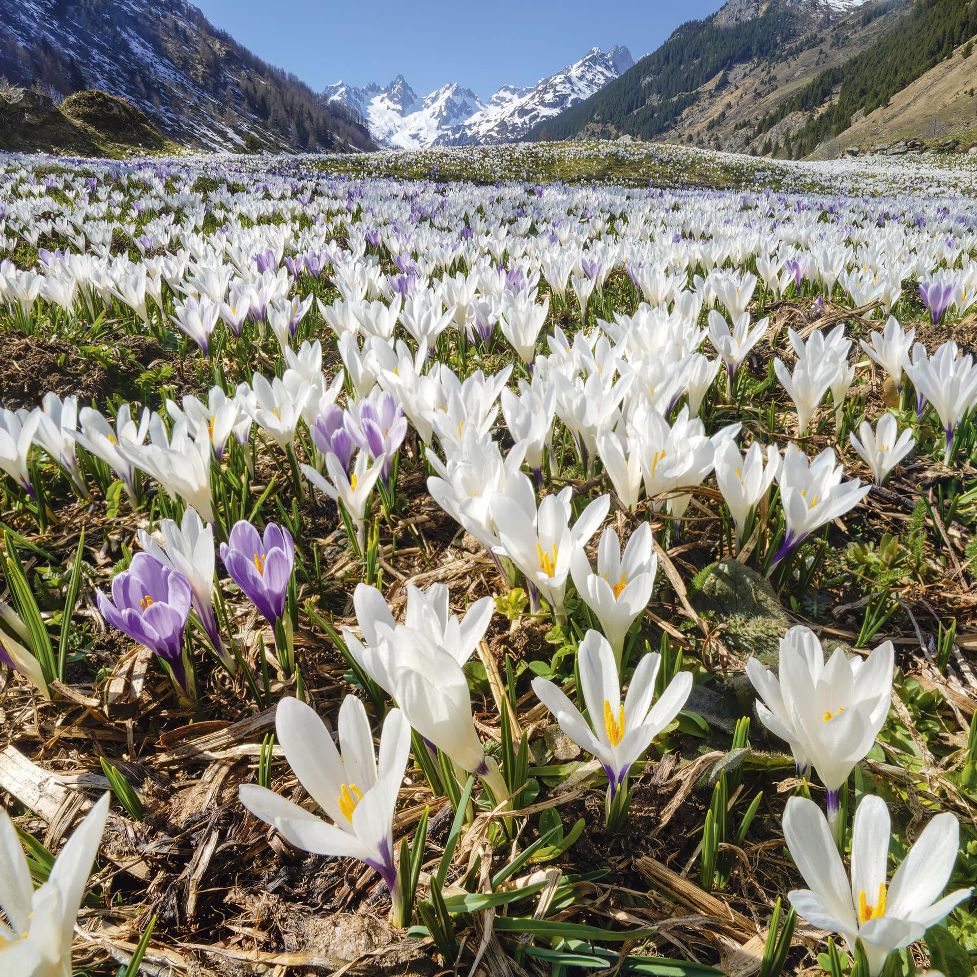 Krokusse_Wendenhorn_Meiental3_Uri_C-Kurt-Baumann