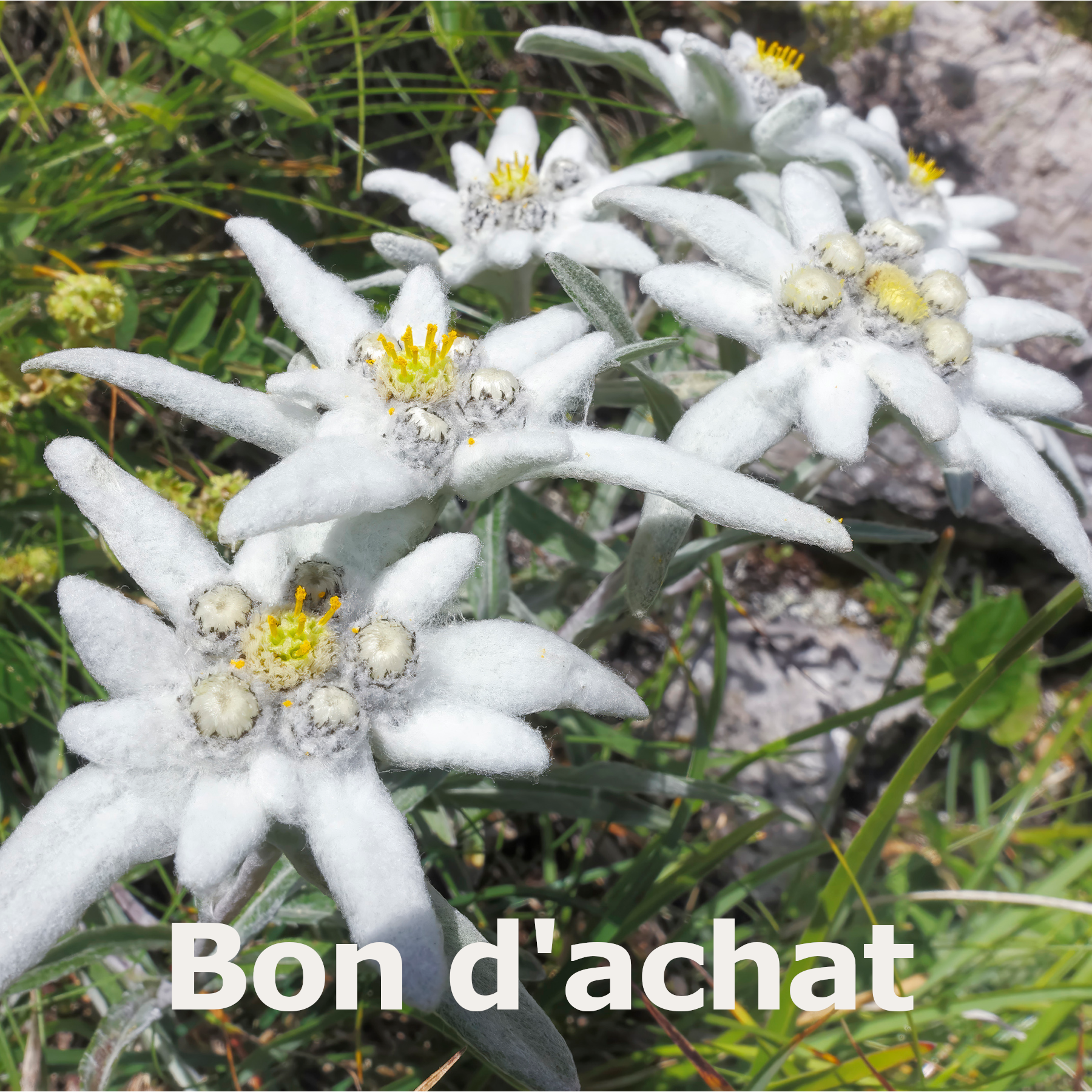 Bon boutique des alpes edelweiss Bon boutique des alpes edelweiss