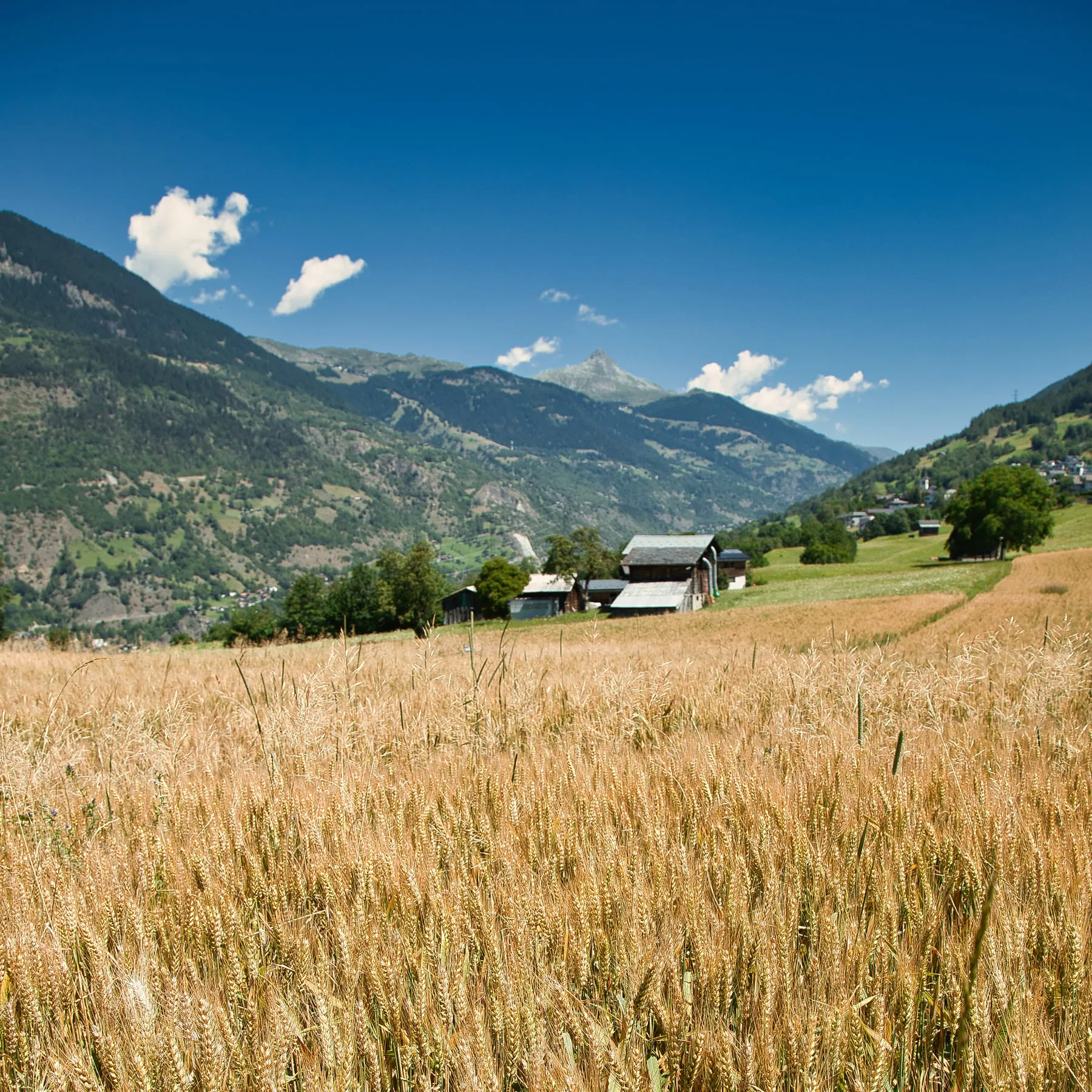 walliser-vollkorn-roggenbrot-bio-roggen_brigerberg